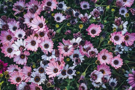 Flowers of Osteospermum 'Soprano Purple' commonly known as African daisy or Cape Daisyの写真素材