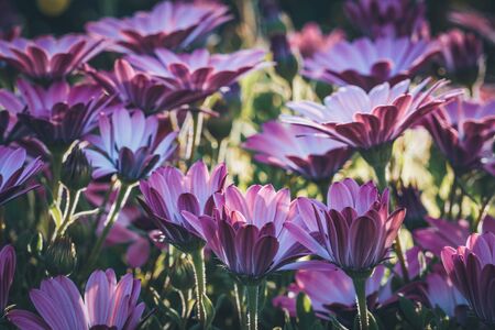 Flowers of Osteospermum 'Soprano Purple' commonly known as African daisy or Cape Daisyの写真素材