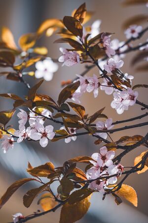 Flowers of plum tree, also known as Prunus cerasifera Pissardii, in early springの写真素材