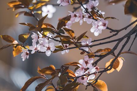 Flowers of plum tree, also known as Prunus cerasifera Pissardii, in early springの写真素材