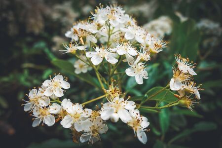 Small white flowers of Pyracantha coccinea commonly known as Scarlet Firethornの写真素材
