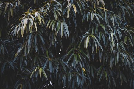 Green leaves of Ficus Maclellandii commonly known as Ficus Alii, Alii fig or Banana leaf figの写真素材