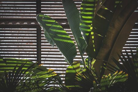 Green leaves of tropical plants growing in a lath houseの写真素材