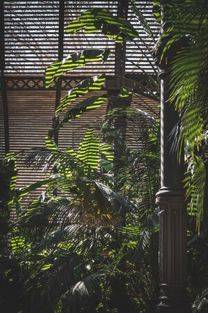 Green leaves of tropical plants growing in a lath houseの写真素材