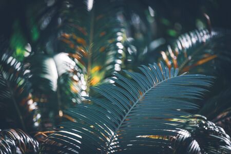 Green leaves of tropical plants growing in a lath houseの写真素材