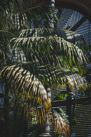Green leaves of tropical plants growing in a lath houseの写真素材