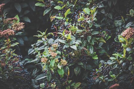 Flower buds, evergreen leaves and berries of a Viburnum tinus shrubの写真素材