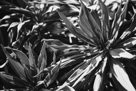 Leaves of Echium Candicans also known as Pride of Madeira - Black and Whiteの写真素材