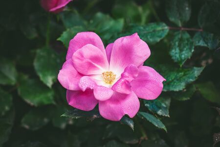 Little pink rose with its petals covered by dew dropsの写真素材