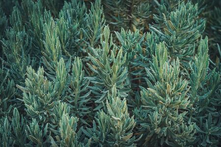 Lush branches of Lavandula Heterophylla, commonly known as Sweet Lavenderの写真素材