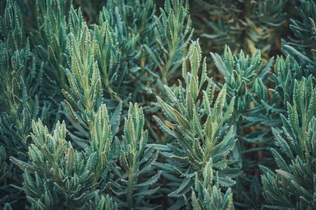 Lush branches of Lavandula Heterophylla, commonly known as Sweet Lavenderの写真素材