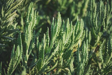Lush branches of Lavandula Heterophylla, commonly known as Sweet Lavenderの写真素材