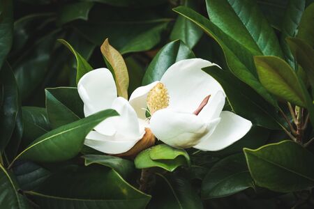 Beautiful white Magnolia Grandiflora flower among the green leaves.の写真素材