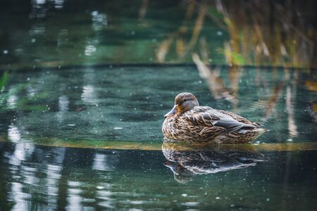 Female of Anas platyrhynchos, commonly known as Mallard duck, resting in a pondの写真素材