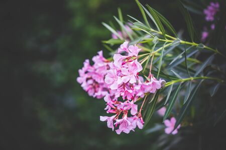 Nerium Oleander shrub in bloom, commonly known as Oleanderの写真素材