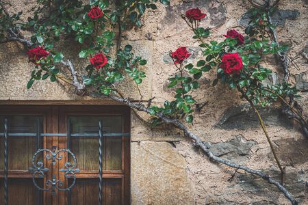 Mediterranean traditional wooden latticed window with red climbing rosesの写真素材