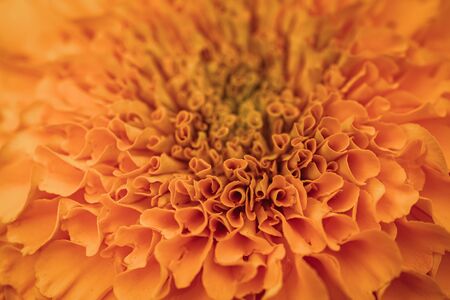 Orange petals of Tagetes erecta commonly known as African marigoldの写真素材