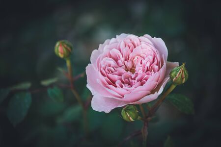 Light pink English roseの写真素材