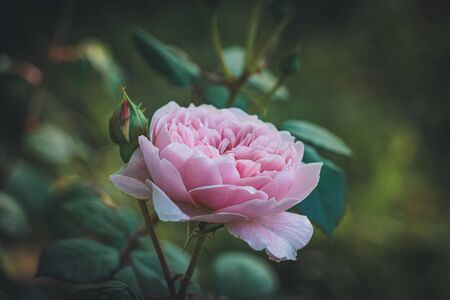 Light pink English roseの写真素材