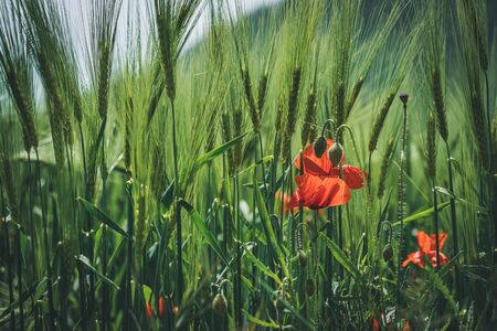 Red poppy flowers and green buds among wheat spikesの写真素材