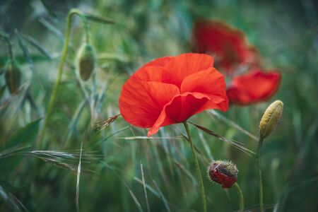 Red poppy flowers and green buds among wheat spikesの写真素材