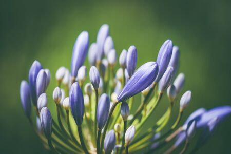 Pre-bloom flower of African lily also known as Agapanthus bressingham blueの写真素材