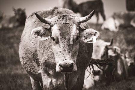 Pyrenean cow looking at the camera in black and whiteの写真素材