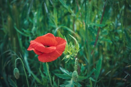 Red poppy flower and buds in a green fieldの写真素材