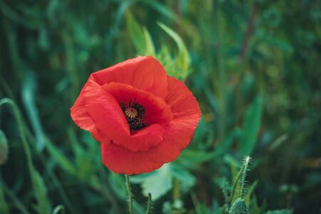 Red poppy flower in a green fieldの写真素材