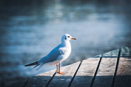 Small specimen of black-headed gull in its winter plumageの写真素材