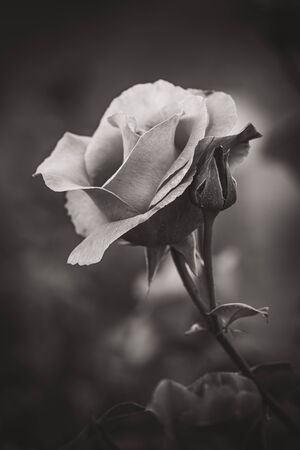 Beautiful cultivated rose under the afternoon light - Black and whiteの写真素材
