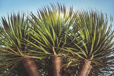 Three branches of a Dragon tree also known as Dracaena draco or Drago from Canarian islandsの写真素材