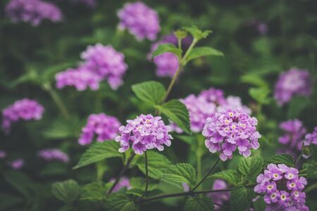 Umbelanterna flowers also known as Lantana camara plant, Wild sage, Big sage or Tickberryの写真素材