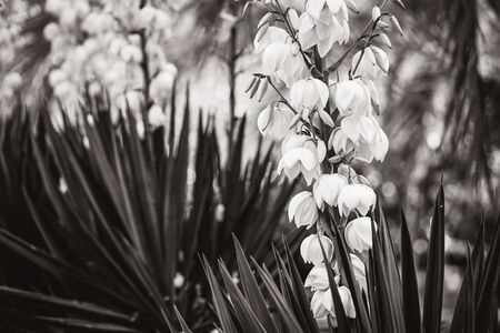 Bell-shaped white flowers and straight leaves of Yuccaの写真素材