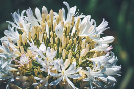 Beautiful white flowers and buds of African lily also known as Agapanthus africanus albusの写真素材