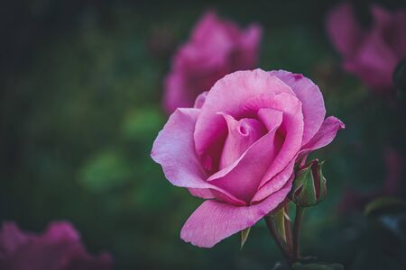 Detail of a cultivated pink rose in a gardenの写真素材