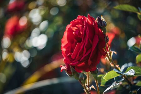 Red rose surrounded by buds in different stages of bloomの写真素材