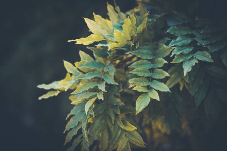 Imparipinnate or odd pinnate compound green leavesの写真素材