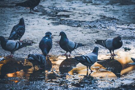 Pigeons drinking water from a puddle in an urban park at the afternoonの写真素材