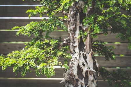 Branches and bark of an old Yew bonsai tree also known as Taxus Baccataの写真素材