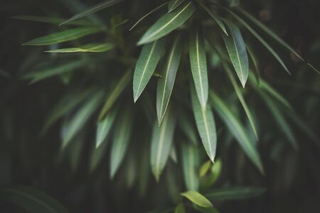 Leaves of a Nerium Oleander plantの写真素材