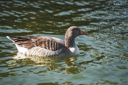 A close up of a wild goose swimming in a lakeの写真素材