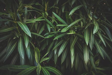Detail of the green leaves of Nerium Oleanderの写真素材