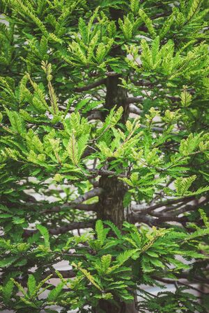 Detail of the bright green foliage of Taxodium distichum bonsai tree commonly known as Bald Cypressの写真素材