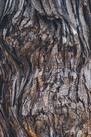 Texture of the bark of a Styphnolobium japonicum commonly known as Pagoda treeの写真素材