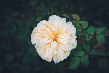Beautiful Bourbon rose with delicate petals blooming on a green shrub branch in a gardenの写真素材
