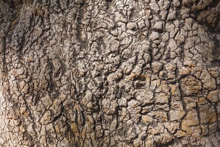 Bark texture of an evergreen Phytolacca dioica commonly known as Ombu treeの写真素材