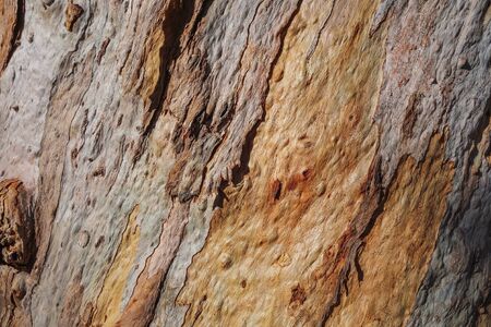 Texture of an old eucalyptus tree trunk with rough peeling barkの写真素材
