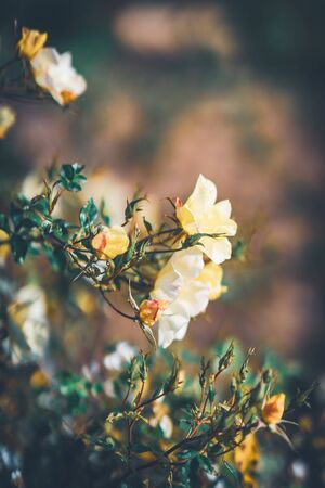 Delicate flowers of a Bet Figueras rose bush at the afternoonの写真素材
