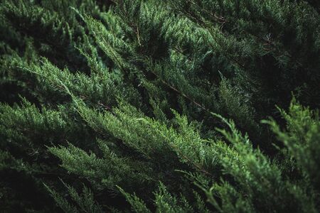 Dark green foliage of Cupressus sempervirens also known as Mediterranean cypress, Italian cypress, Tuscan cypress or Persian cypressの写真素材